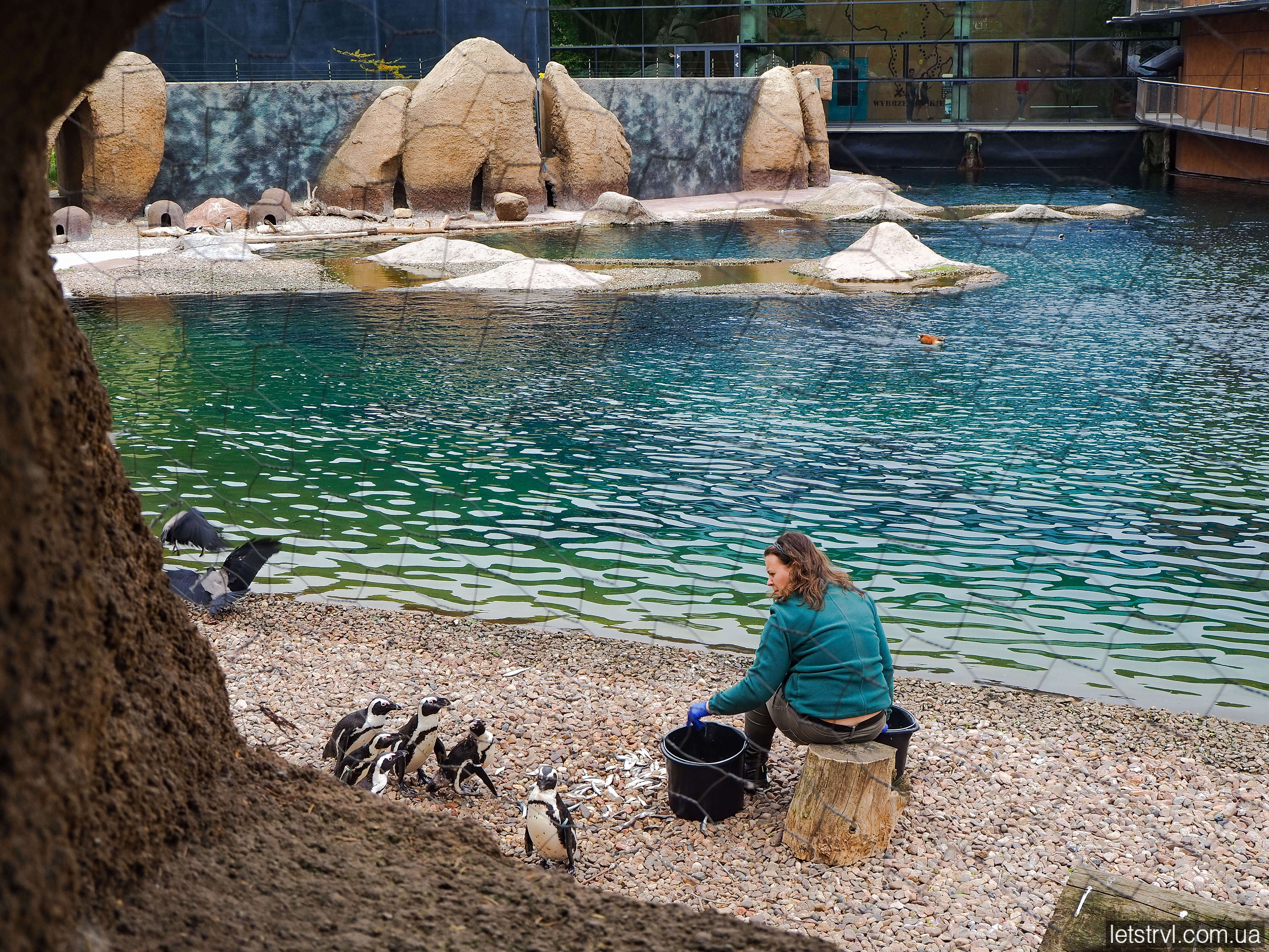 Годування пингвінів в зоопарку Вроцлава