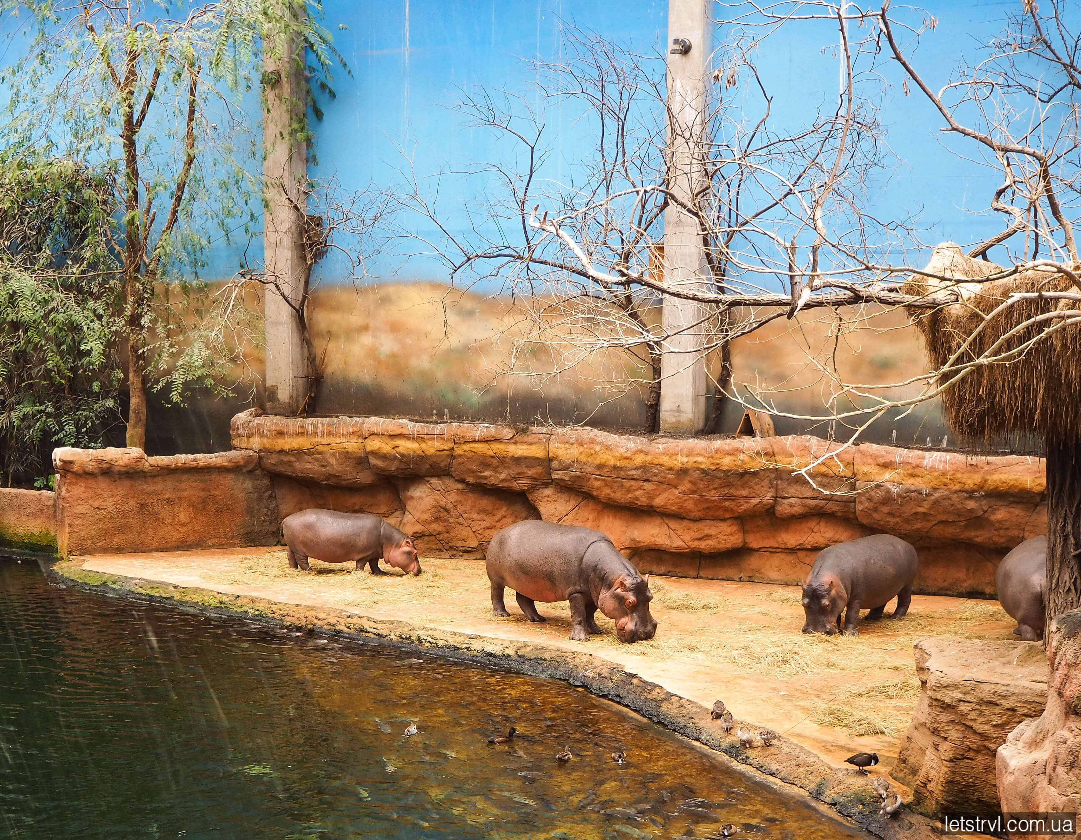 Гіпопотами в Африкаріумі Вроцлава