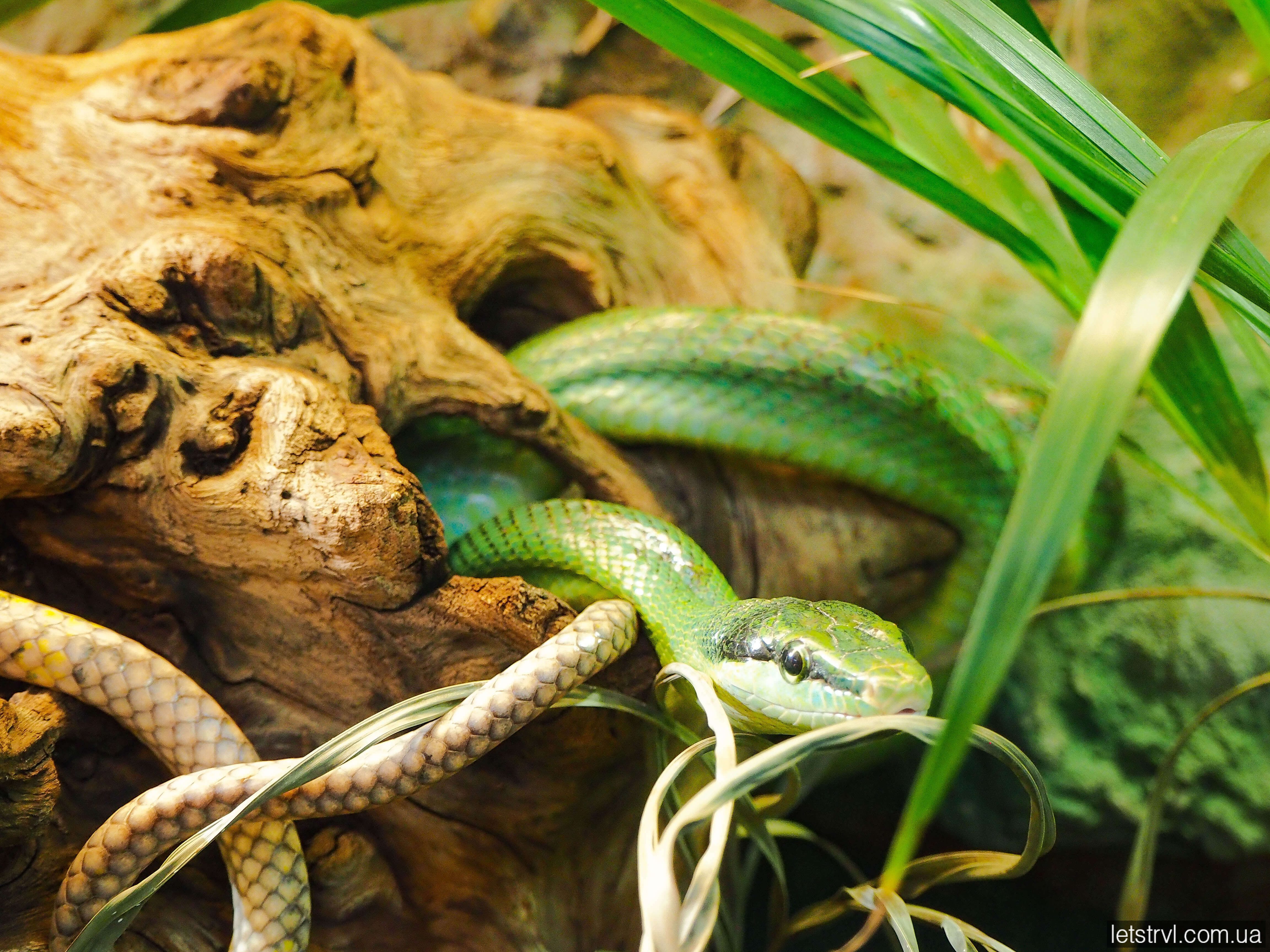 Зелена змія Афрікаріум Вроцлав