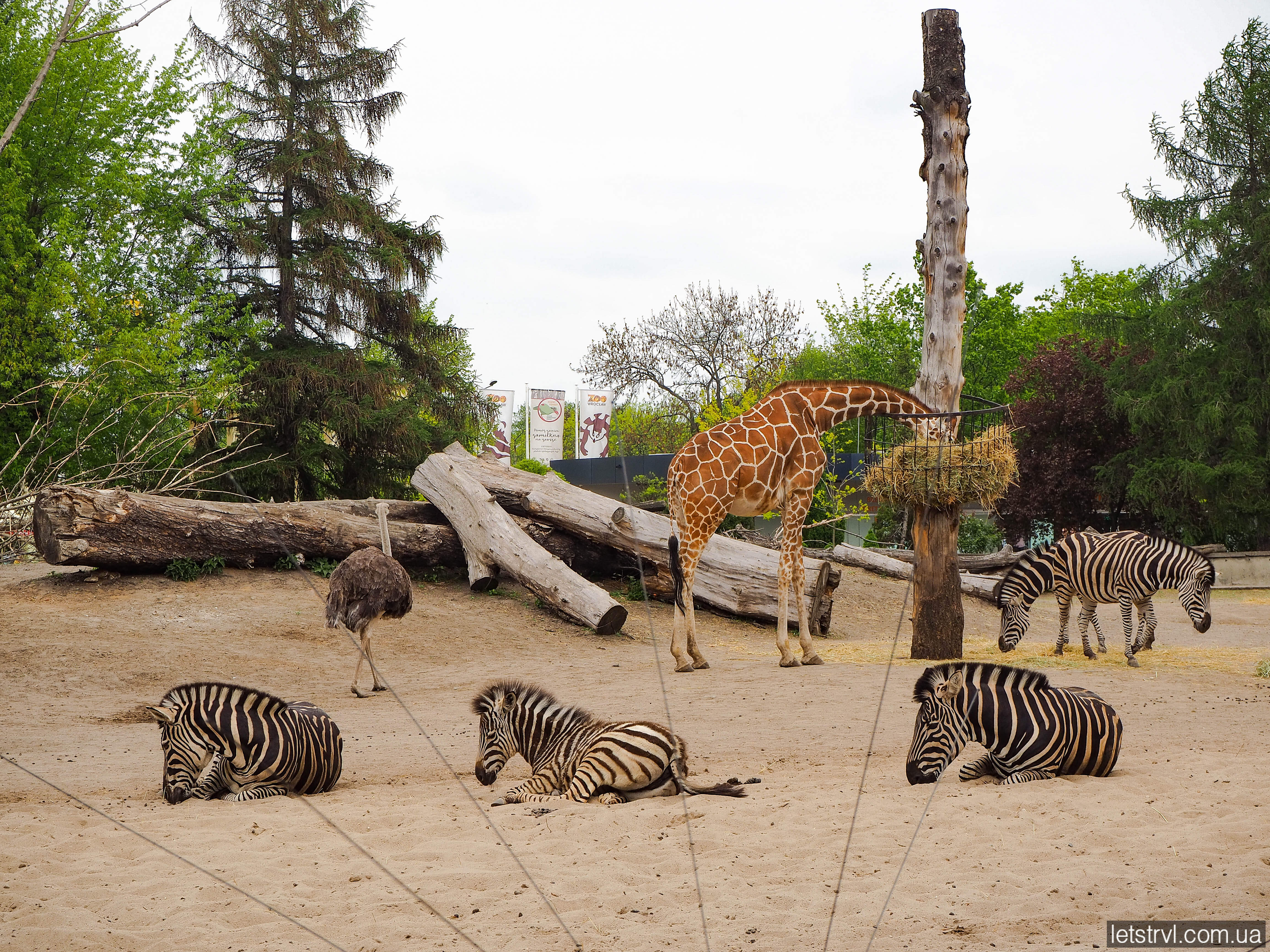 Зоопарк Вроцлава