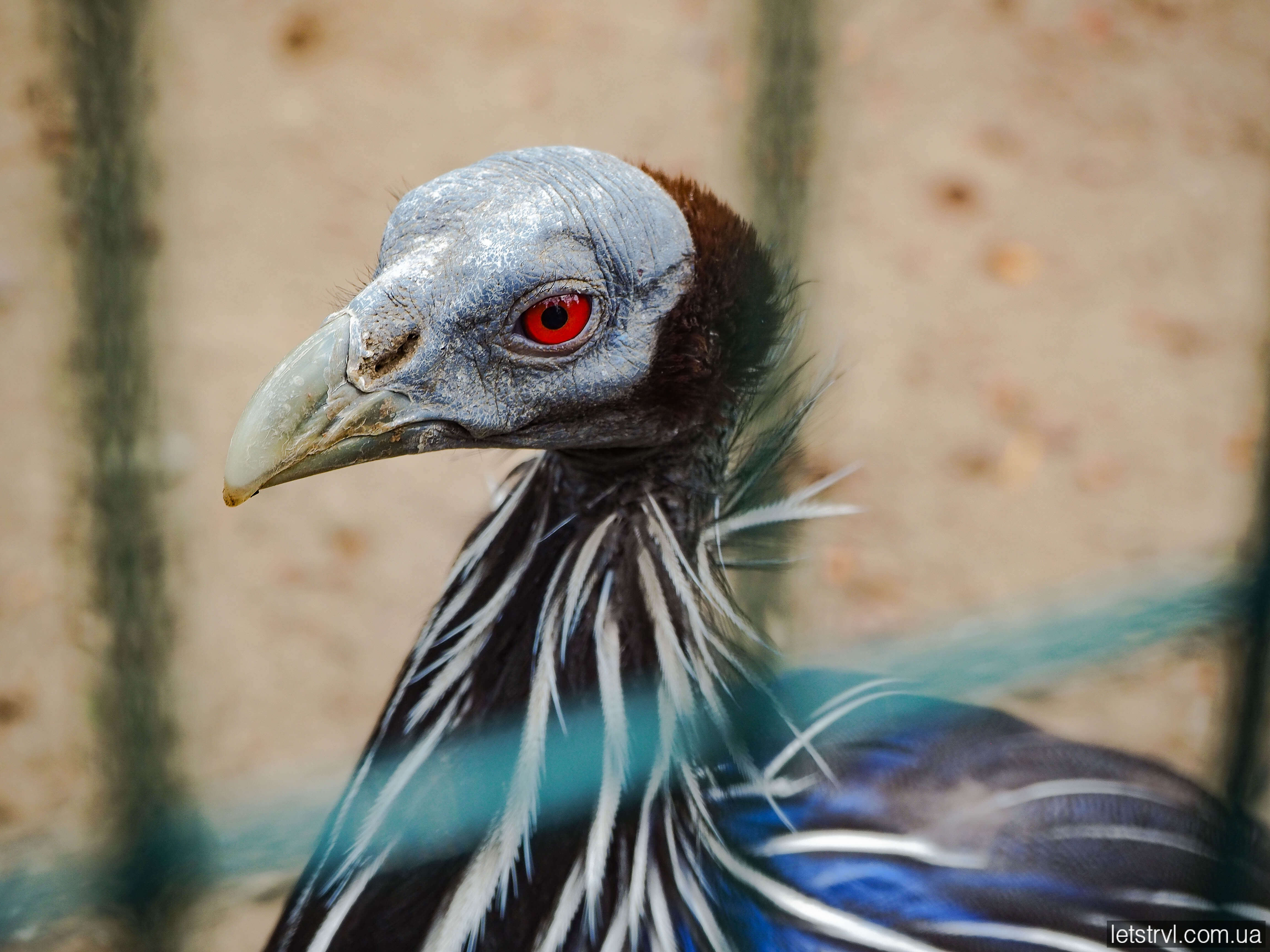 Зоопарк Вроцлава екзотичний птах
