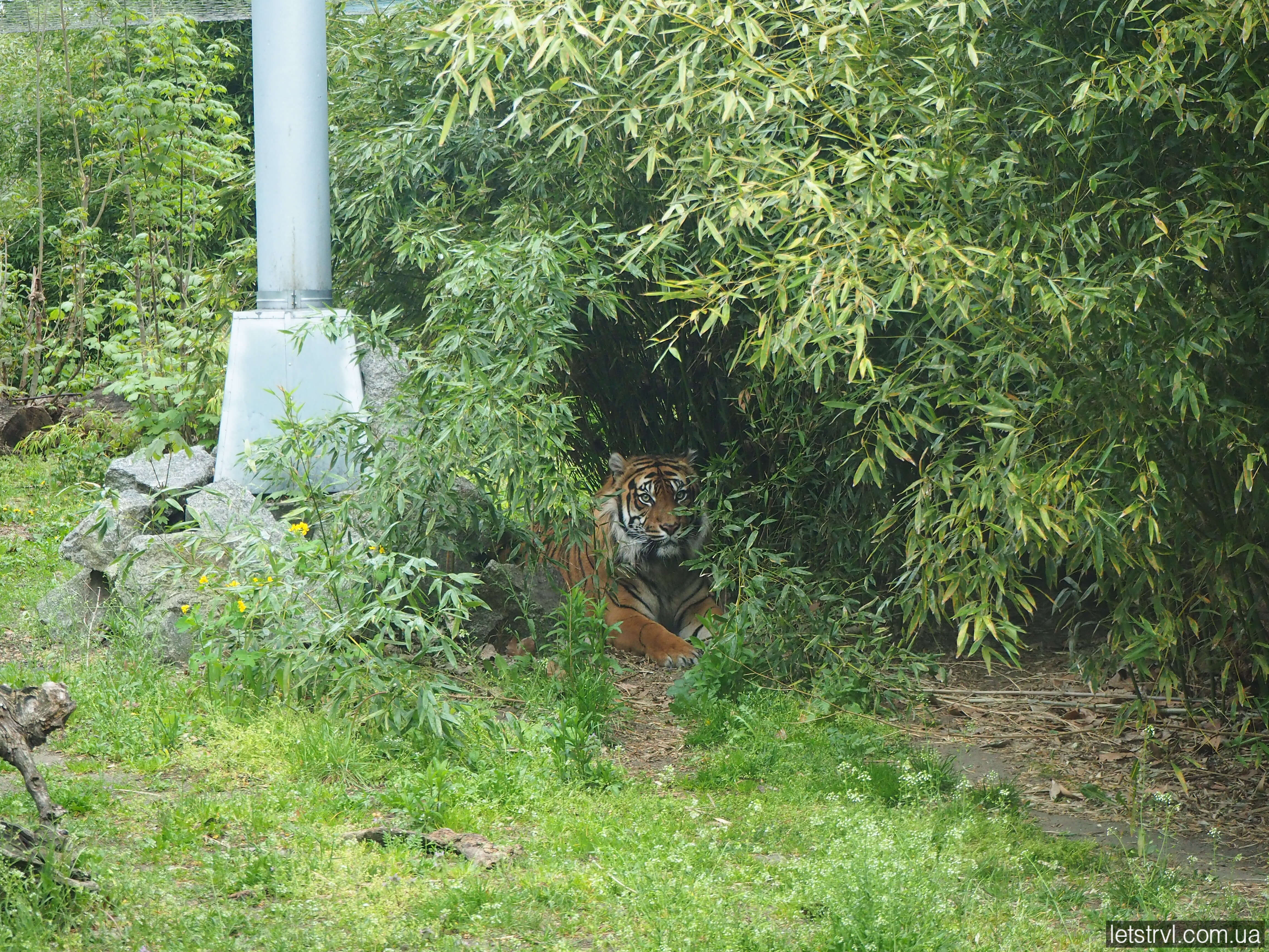 Суматранський тигр зоопарк Вроцлав